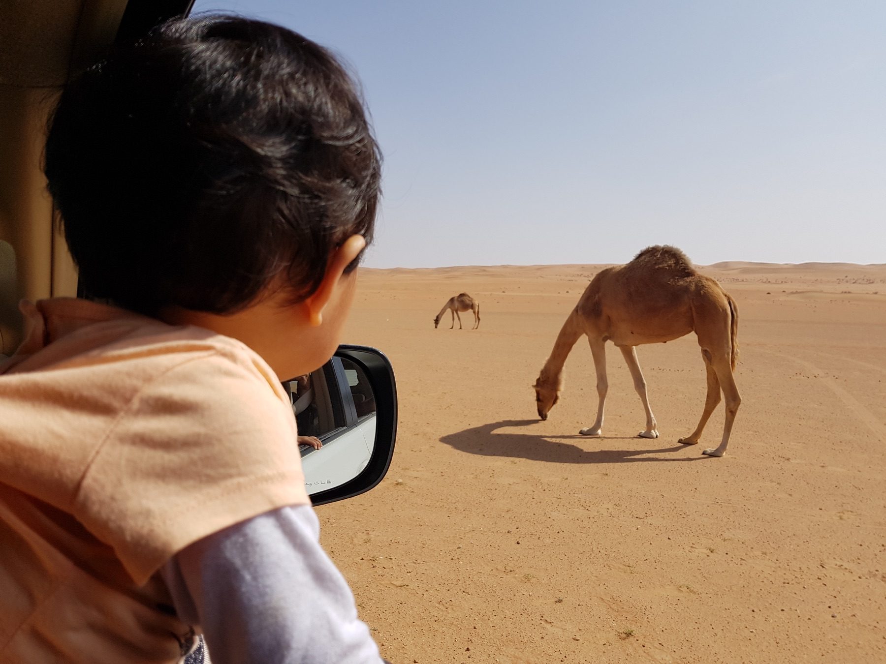 Enfant observant des dromadaires dans le désert de Wahiba