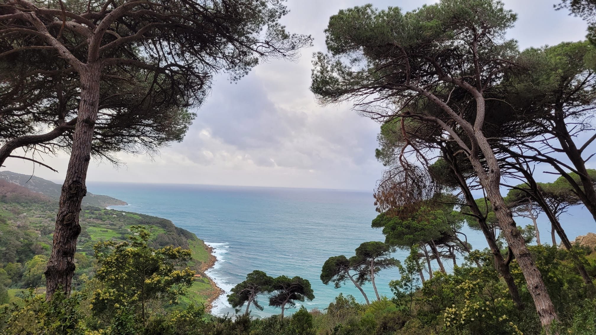 Mer calme aperçue entre des pins depuis un sentier côtier